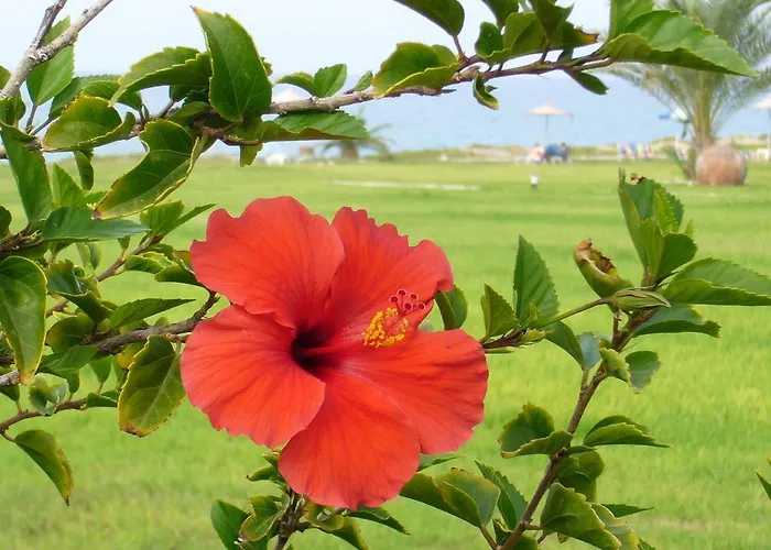 Hotel Natura And Polis